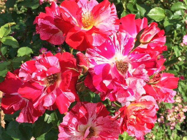 Hermosa rosa roja natural en el jardín