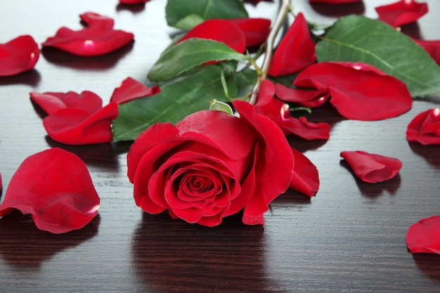 Hermosa rosa roja en primer plano de la mesa de madera