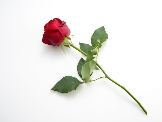 Una hermosa rosa roja sobre blanco