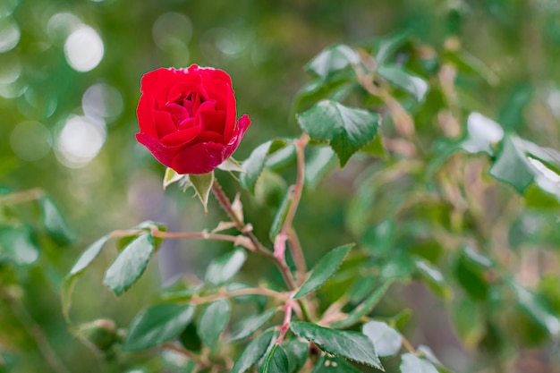 Hermosa rosa roja sobre un fondo verde