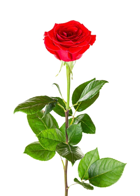 Hermosa rosa roja con tallo largo aislado sobre fondo blanco.