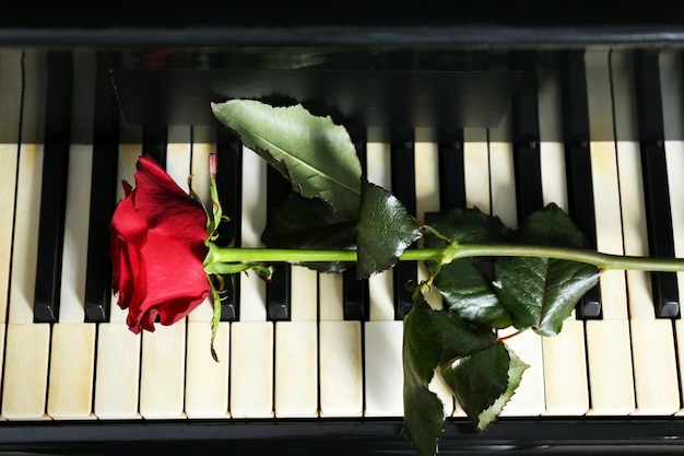 Hermosa rosa roja en las teclas del piano de cerca