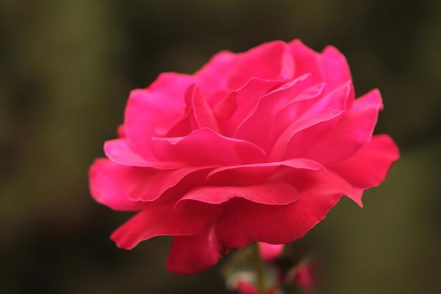 Una hermosa rosa roja tierna sorprende con su belleza y aristocracia