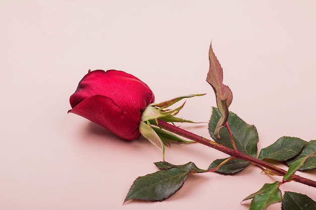 Una hermosa rosa roja yace sobre un fondo rosa claro