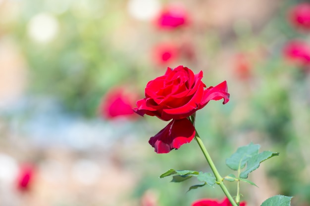 Hermosa rosa roja