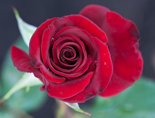 hermosa rosa roja