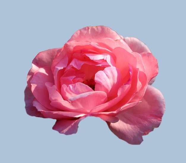 una hermosa rosa rosa aislada en un fondo gris azul pastel