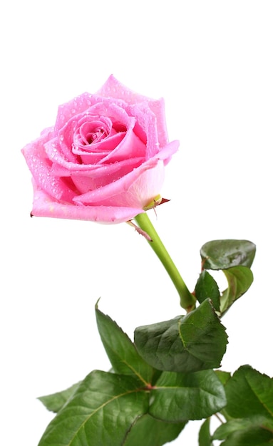 Foto hermosa rosa rosa aislado en blanco