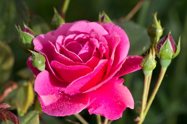 Hermosa rosa rosa brillante en el jardín