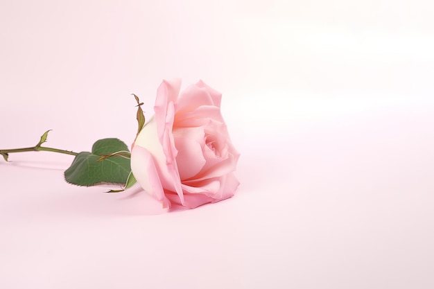 Hermosa rosa rosa como símbolo de amor sobre fondo rosa con espacio de copia