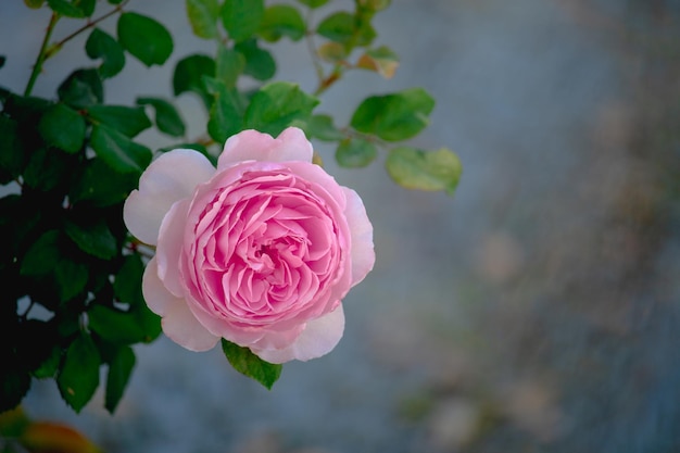 Hermosa rosa rosa está floreciendo en el jardín