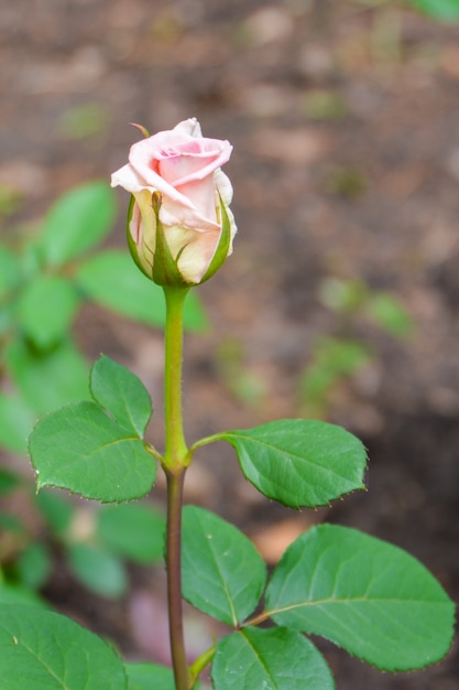 Una hermosa rosa rosa está floreciendo en el jardín.