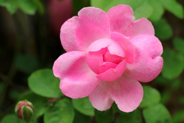 Hermosa rosa rosa, flor de camelia con pétalo en forma de corazón.