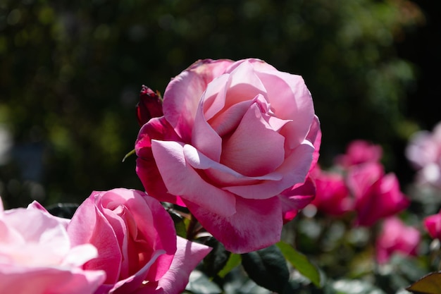 Hermosa rosa rosa flor con pétalos, floración.