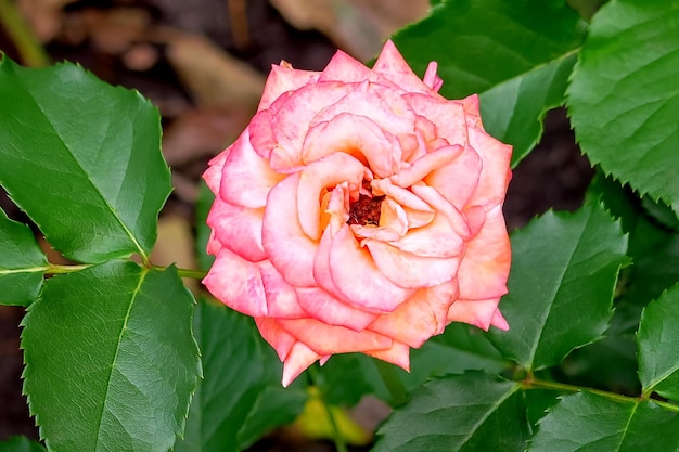 hermosa rosa rosa florece en el jardín de flores