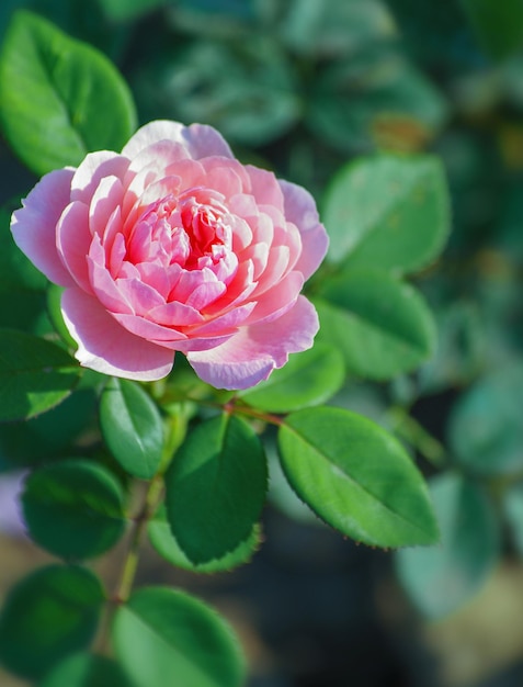 Hermosa rosa rosa fotografiada en el jardín