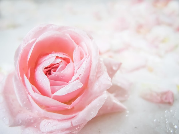 Hermosa rosa rosa con gotas de agua. Puede ser usado como fondo. Enfoque suave. Estilo romantico