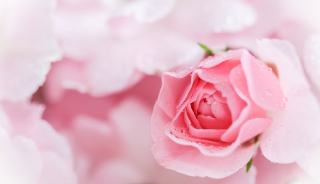 Hermosa rosa rosa con gotas de agua se puede utilizar como estilo romántico de enfoque suave de fondo