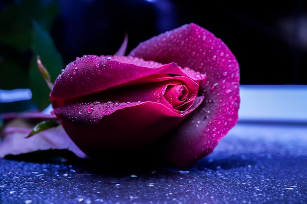 Una hermosa rosa rosa con gotas de agua