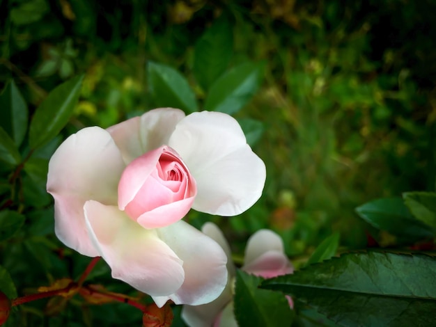 Hermosa rosa rosa en el jardín contra un fondo oscuro Perfecto para el fondo de la tarjeta de felicitación