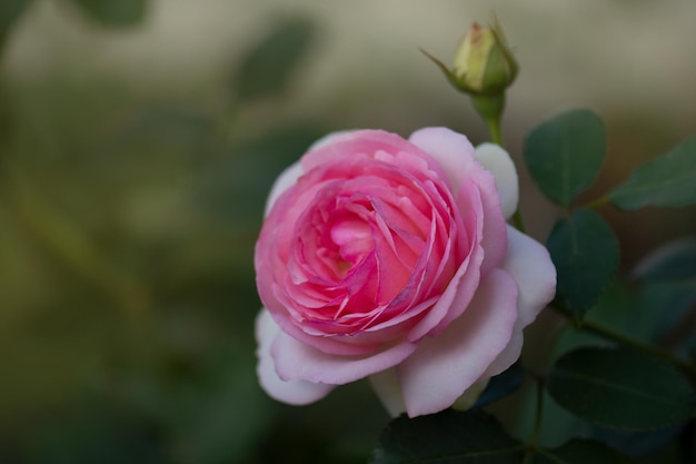 Hermosa rosa rosa en un jardín Hermoso jardín de rosas en primavera Delicada rosa rosa en el jardín Primer plano de flores rojas en el jardín