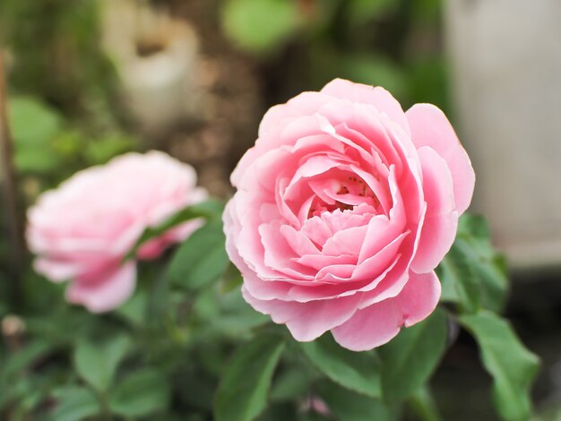 Hermosa rosa rosa en el jardín de rosas. hermosa rosa rosa en la luz del sol.