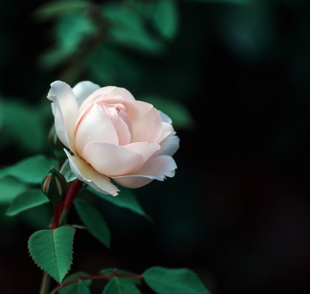 Hermosa rosa rosa en un jardín