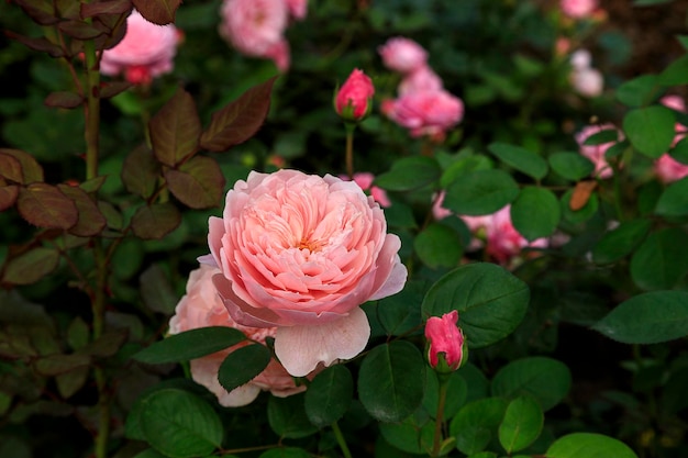 Hermosa rosa rosa rodeada de vegetación Flor floreciente sobre fondo verde borroso Jardín de verano