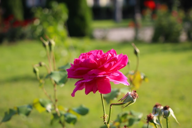 una hermosa rosa rosa sobre un fondo de jardín verde borroso (variedad Herald)