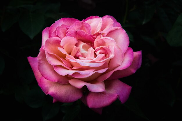 Una hermosa rosa rosa sobre fondo negro