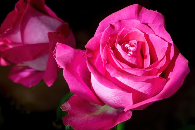 Hermosa rosa rosa sola sobre un fondo oscuro La rosa rosa es una flor maravillosa para expresar tus sentimientos