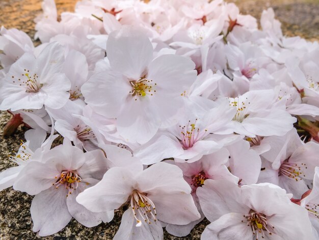 Hermosa rosa Sakura llena de flores en la temporada, Osaka, Japón