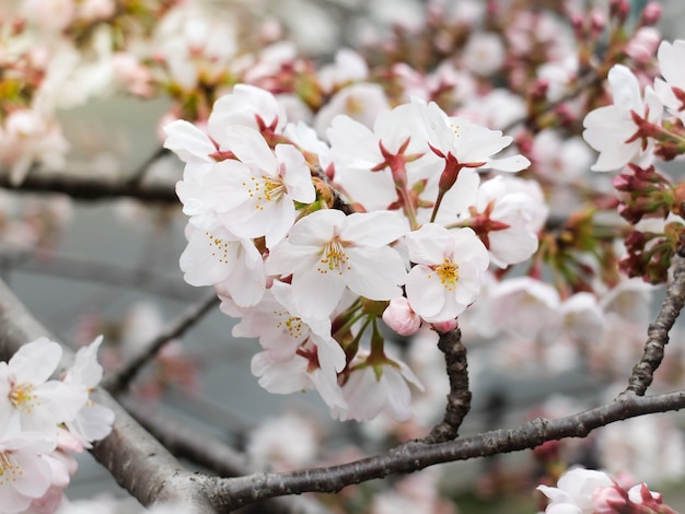 Foto hermosa rosa sarawak llena de flores en la temporada, osaka, japón