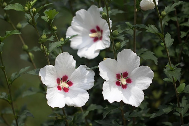 La hermosa rosa de Sharon