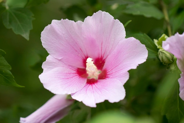 La hermosa rosa de Sharon