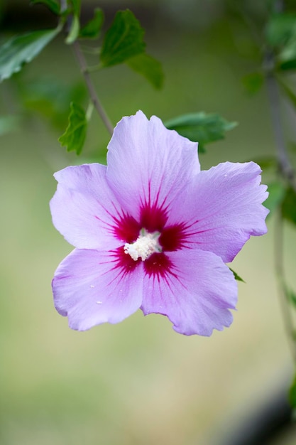 La hermosa rosa de Sharon