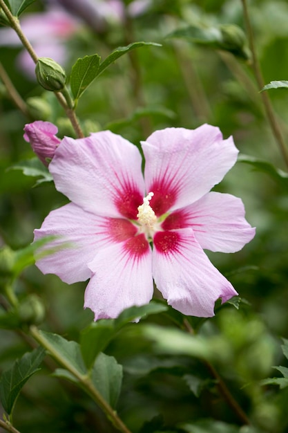 La hermosa rosa de Sharon