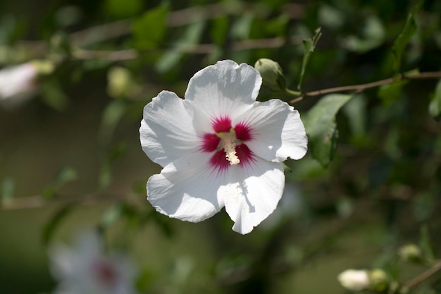 La hermosa rosa de Sharon