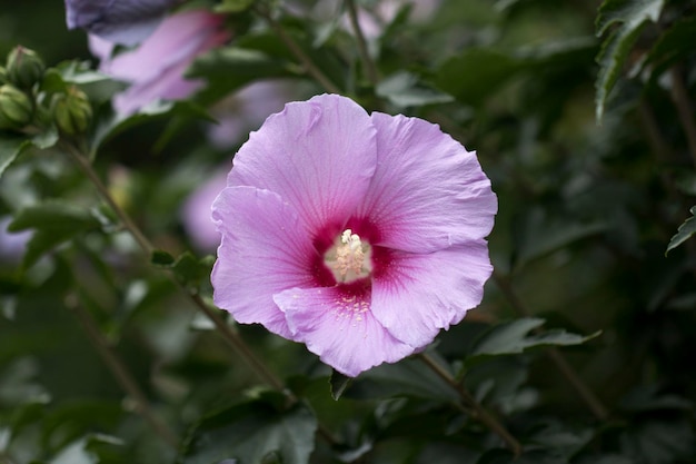 La hermosa rosa de Sharon