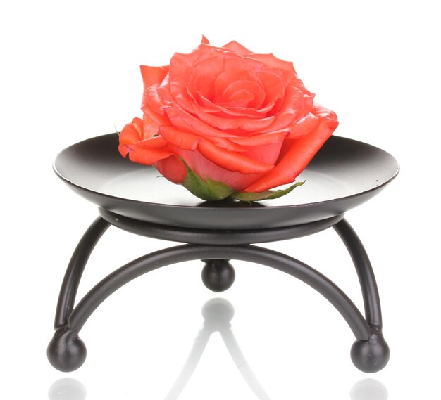 Hermosa rosa sobre soporte de metal aislado en blanco