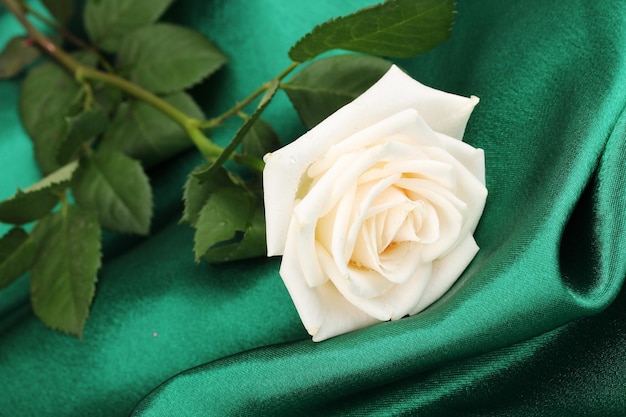 Hermosa rosa sobre tela verde