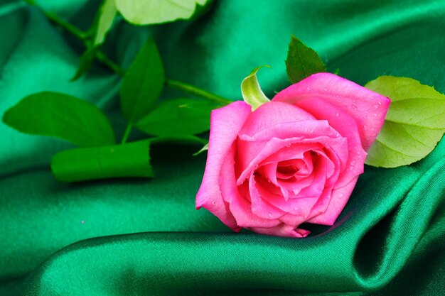 Hermosa rosa sobre tela verde