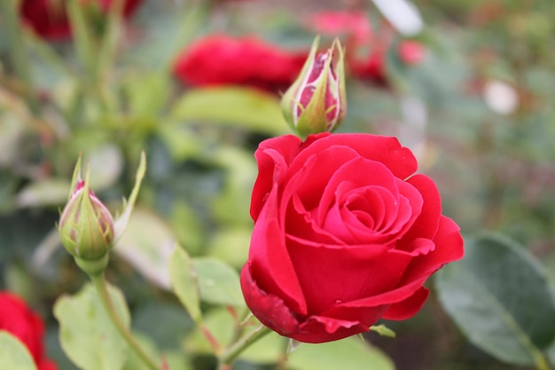 Una hermosa rosa tierna sobre un fondo verde aislado se regocija con el soplo del viento fresco