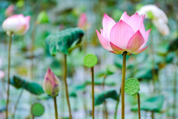 Una hermosa rosa waterlily o flor de loto en el agua