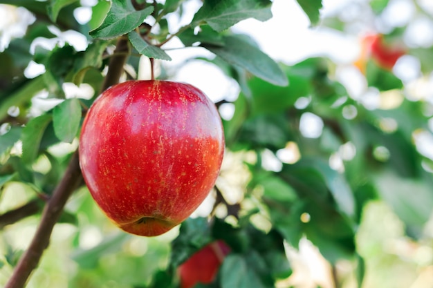 Hermosa sabrosa manzana roja en la rama de manzano en huerto, cosecha.