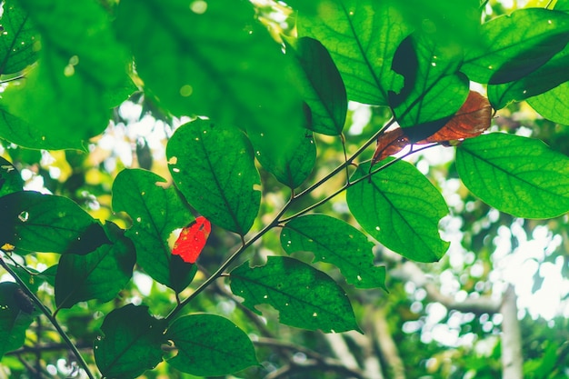 Hermosa scence de bosque tropical