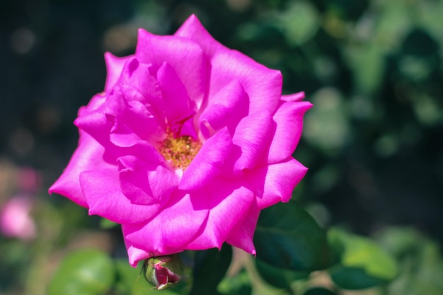 Hermosa selección Rose Closeup en verano Sunny Garden Floral romántico Bakcground o tarjeta de felicitación