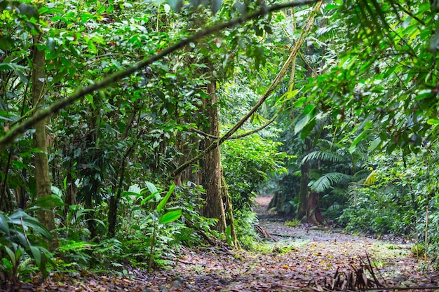 Hermosa selva tropical verde