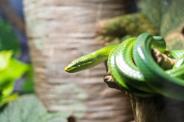 Hermosa serpiente verde en la rama