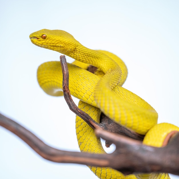 Hermosa serpiente víbora amarilla en primer plano